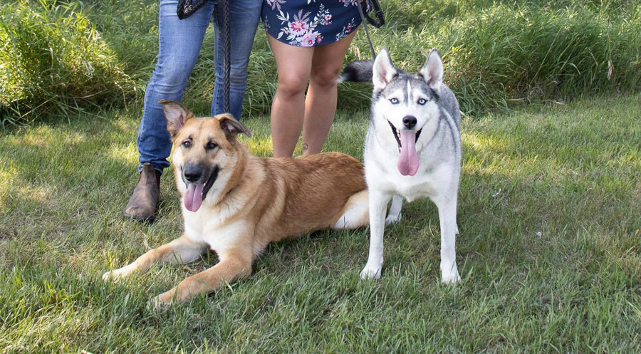 Marie Hall's dogs — Bella and Skye